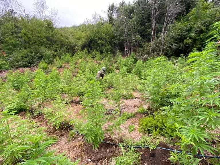 En Licantén Carabineros decomisó más de 2.300 plantas de Marihuana