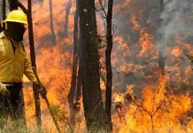 Conaf-incendios-forestales_3