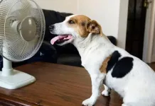 Ventilador-Mascota