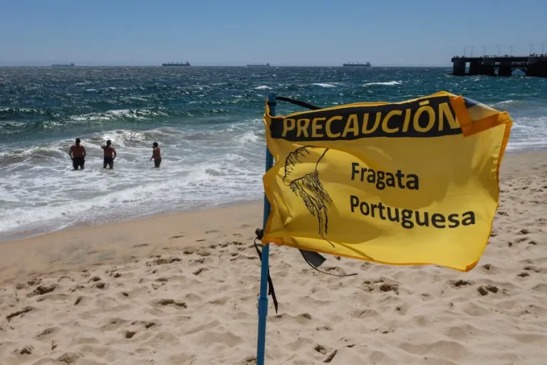 Clausuran playa en Tongoy por presencia de Fragata Portuguesa