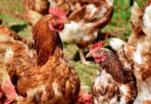 gallinas
