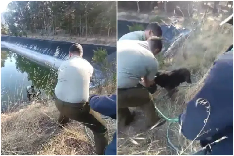 Notable acción de Carabineros que rescató a dos perritos que estaban atrapados en un tranque