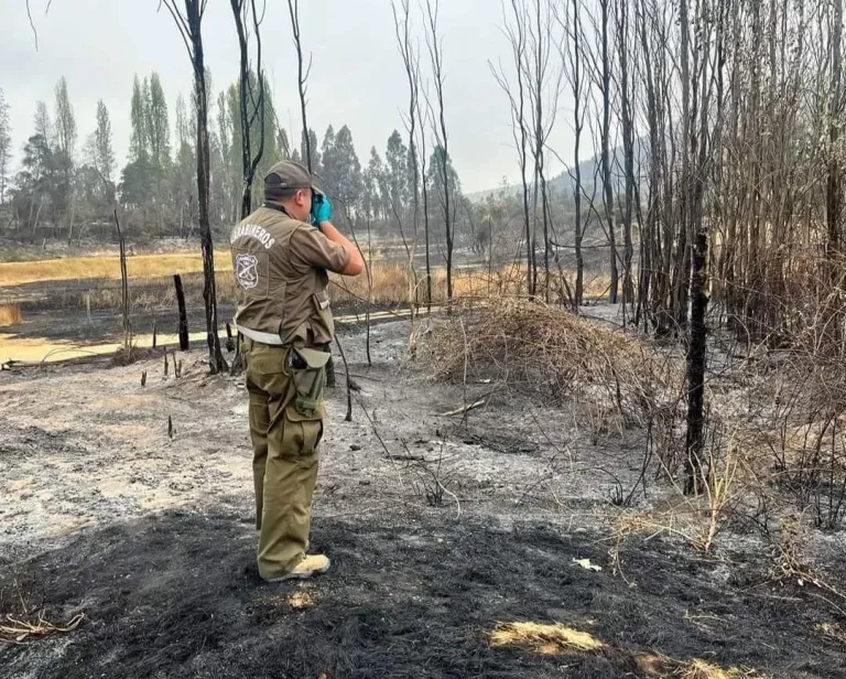 Carabineros detiene a presunto autor de incendio forestal en Las Cabras.