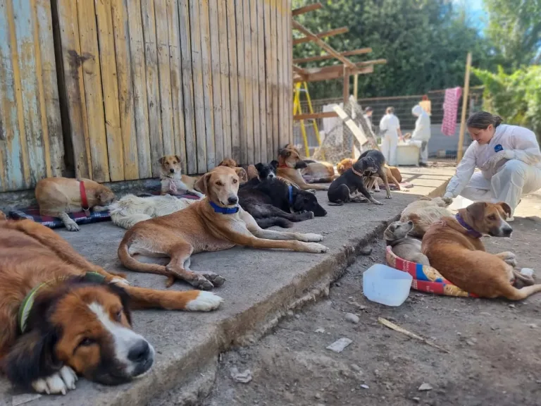 llaman a no más Hogares Temporales para Perritos rescatados en sector Vista Hermosa en Curicó