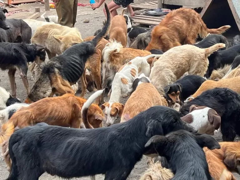 Rescatan a más de un centenar de perritos desde refugio a cargo de fundación “Almas en el Camino” en Vista Hermosa