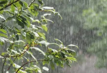 Lluvia - Hojas