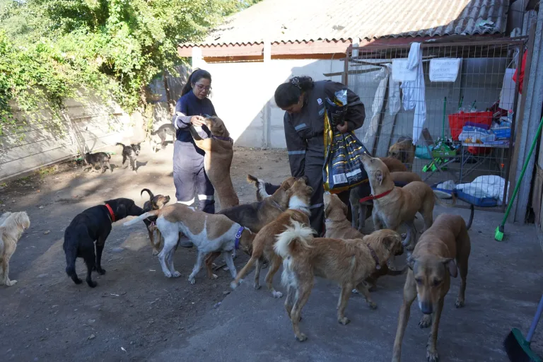 Para este sábado Invitan a jornada de adopción de perros rescatados de ex refugio Almas en el Camino