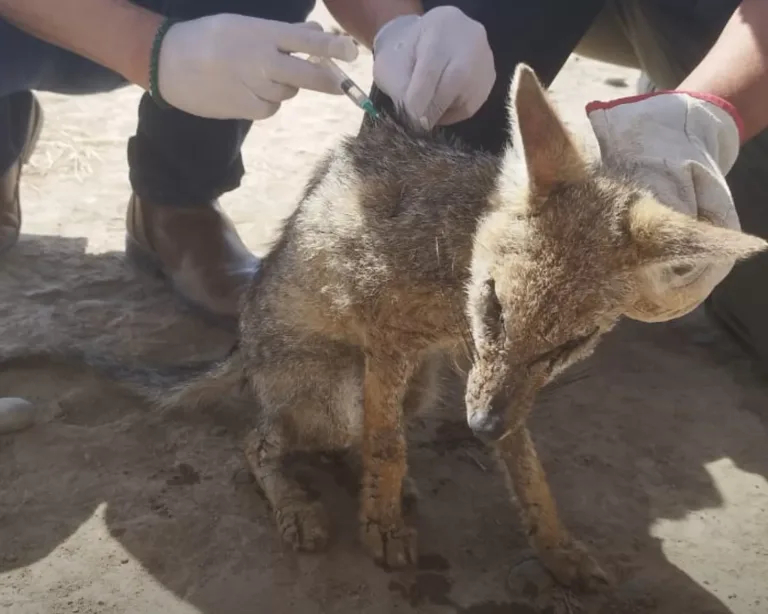 Rescatan a zorro chilla que se encontraba agonizando y con sarna en Talca