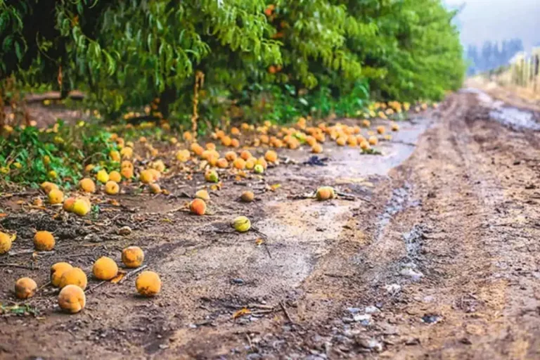 Frutas de Chile informó sobre los efectos del sistema frontal en el sector agrícola