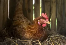 gallina