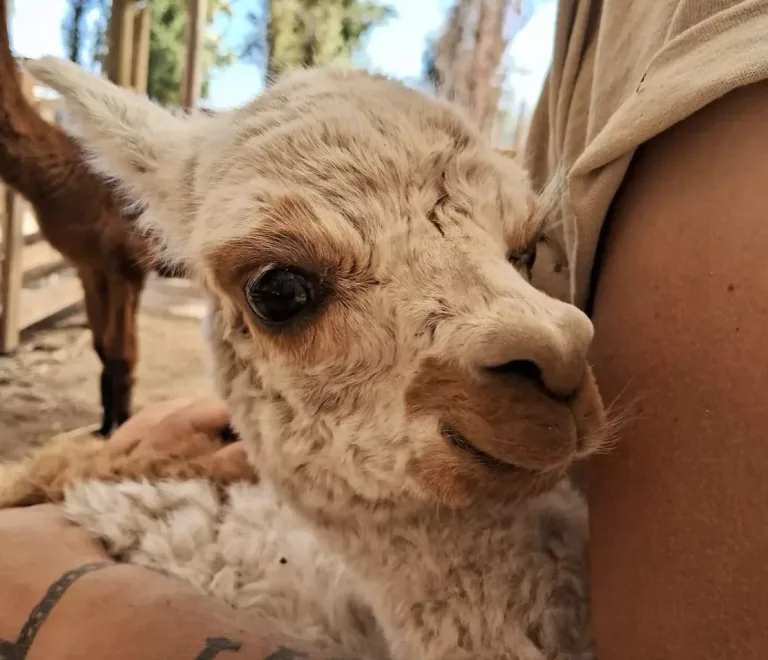 En Coinco alpacas mueren tras ser atacadas por perros en “Granja Educativa Arca del Pequén”