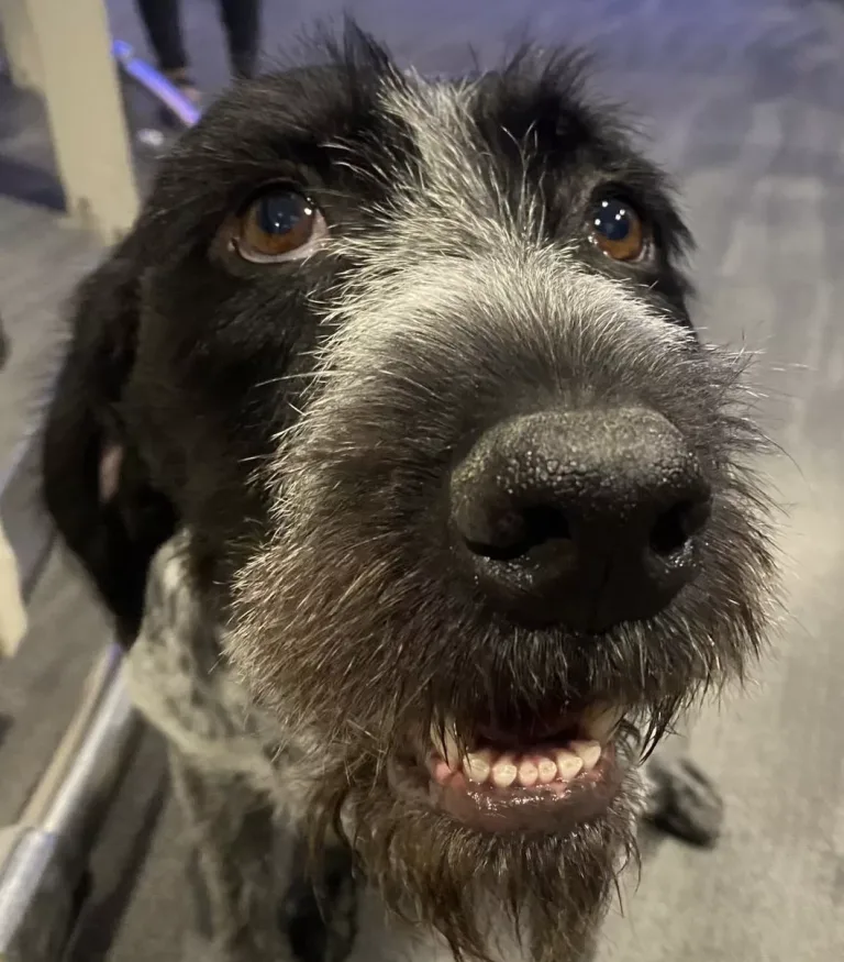 Suki, la primera perrita capaz de detectar fugas de agua potable en Chile