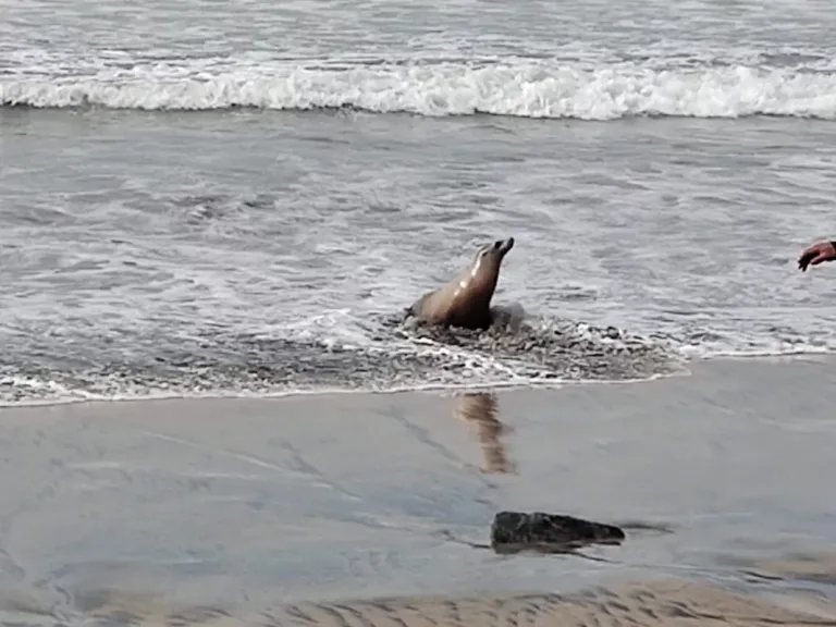 Sernapesca en alerta por lobos marinos atacados por perros en playas