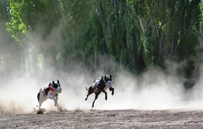 Rechazan proyecto de ley que buscaba prohibir las carreras de perros, sin distinción de raza, en todo el país