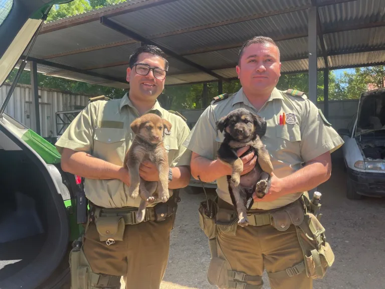 Carabineros de Cauquenes rescatan a cinco cachorros  abandonados en el sector El Tranque