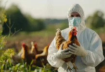 Detectan foco de gripe aviar en San Clemente y activan alerta sanitaria en la región del Maule gallina-investigador-campo