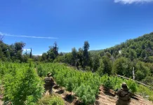Carabineros del OS7 erradican plantación de cerca de 9000 plantas Cannabis en Potrero Grande, Curicó