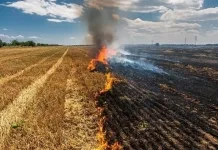 Autoridades anuncian restricción absoluta de quemas agrícolas y forestales desde noviembre Prohibidas las quemas en el Maule desde noviembre-1