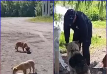 perritos-abandonados-tutuquen