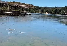 Fiscalía abre investigación penal por contaminación del Lago Vichuquén Autoridades confirman proliferación de cianobacterias en el Lago Vichuquén
