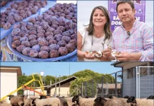La Fiesta del Cordero 2025 pondrá en valor la identidad rural de Rauco con dos jornadas de música, tradición y gastronomía Durante la jornada se presentó la parrilla programática 2025, que se desarrollará de manera gratuita los días 6 y 7 de diciembre en el Gimnasio Municipal de Rauco.-0