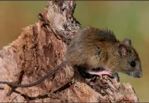 raton colilargo