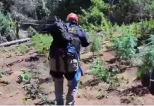 PDI desarticula cinco puntos de cultivo ilegal de cannabis en la provincia de Curicó PDI desarticula cinco puntos de cultivo ilegal de cannabis en la provincia de Curicó
