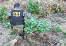 PDI incauta el equivalente a 284 kilos de cannabis en sector precordillerano de Molina PDI incauta el equivalente a 284 kilos de cannabis en sector precordillerano de Molina