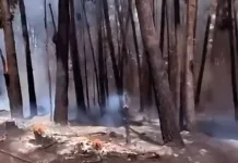 SENAPRED cancela Alerta Roja y declara Alerta Amarilla por incendio forestal en Constitución SENAPRED cancela Alerta Roja y declara Alerta Amarilla por incendio forestal en Constitución