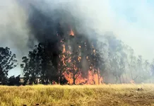SENAPRED declara Alerta Roja por incendio forestal en Pichilemuincedio Forestal SENAPRED declara Alerta Roja por incendio forestal en Pichilemu