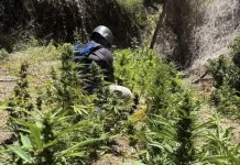 Incautan más de 1.700 plantas de cannabis en sectores costeros de difícil acceso en Vichuquén edc0ac62-9079-4ab1-aaab-23ab8eecefc8