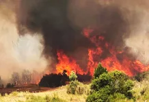 Incendios forestales: Salud Maule advierte efectos respiratorios y cardiovasculares incendio-forestal