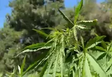 PDI incauta más de mil plantas de cannabis en operativo antidrogas en Rauco plantas de cannabis