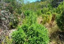 Carabineros detecta más de 320 plantas de cannabis en sector rural de Hualañe 03f90953-2359-44c4-bab1-eb4621679c80