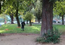 Mantención Areas Verdes Curico