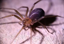 araña-de-rincon