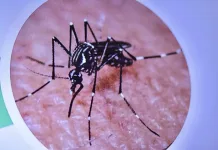 Hallazgo de mosquito transmisor del dengue en la Región Metropolitana refuerza alerta sanitaria desde Arica hasta Los Ríos mosquito-dengue