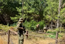 Carabineros detecta plantación ilícita de cannabis sativa en sector Quirigua de Vichuquén Carabineros detecta plantación ilícita de cannabis sativa en sector Quirigua de Vichuquén