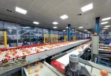 Trabajadora fallece tras grave accidente laboral en planta frutícola de Teno IMG_1943