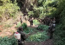 Carabineros incauta más de mil plantas de marihuana en sector rural de Paredones a119263b-1826-4322-b5b4-0ea89dfb1346