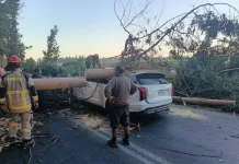 Caída de árbol daña vehículos en la Carretera de la Fruta y genera alerta entre vecinos de Las Cabras 2b0d2226-6bf2-49fc-b2da-33468607e1e0