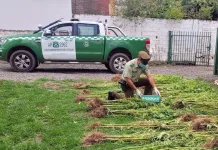 Carabineros descubre corral oculto con 200 plantas de cannabis en Hualañé