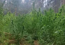 Carabineros incauta extensa plantación de cannabis detectada durante incendio en Molina