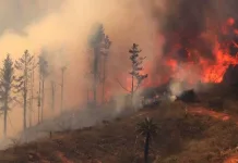 Voraz incendio forestal afecta al sector Los Cardillos en La Estrella y obliga a declarar Alerta Roja IMG_4239