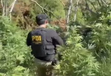 PDI erradica más de mil plantas de cannabis en operativos antidrogas en la provincia de Curicó Screenshot