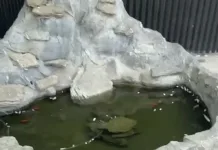 Preocupación en Curicó por peces que estarían en malas condiciones en pileta de un local de juegos Screenshot