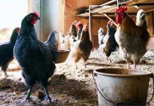 Confirman nuevos casos de gripe aviar H5N1 en aves de traspatio en la Región de O’Higgins IMG_5072
