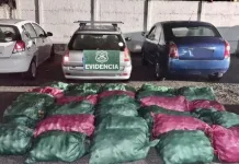 Carabineros detienen a seis sujetos por robo de kiwis en predio agrícola de Chimbarongo IMG_6290