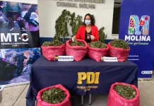 Incautan más de 4 mil plantas de cannabis y más de 65 kilos de droga en operativo en Molina Incautan más de 4 mil plantas de cannabis y más de 65 kilos de droga en operativo en Molina
