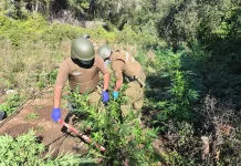 Incautan más de 70 plantas de cannabis en sector rural de Romeral
